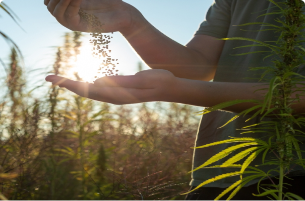 Découvrez nos dernières variétés agricoles